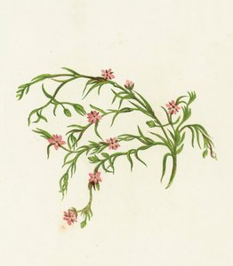 Sea Spurrey Sandwort, Arenaria Marina alkotó: English School